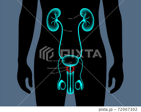 Normal bones concept 72007302