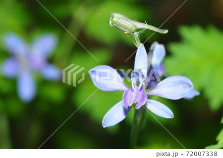 セリバヒエンソウの花 セリバヒエンソウの花 72007338