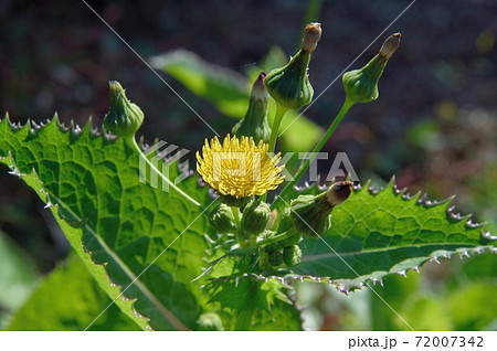 オニノゲシ 72007342