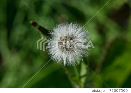 オニノゲシの綿毛 オニノゲシの綿毛 72007500