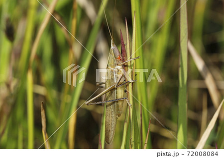 クビキリギス 72008084