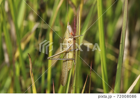 クビキリギス 72008086