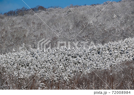 雪化粧した冬の森林 72008984