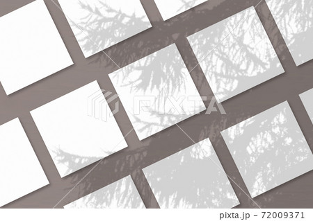 Natural light casts shadows from a Spruce branch on several square sheets of white textured paper Natural light casts shadows from a Spruce branch on several square sheets of white textured paper 72009371