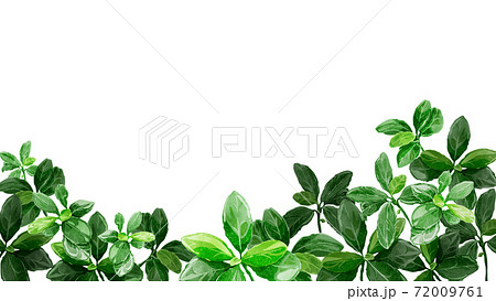 緑の葉っぱの背景フレームのイラスト素材