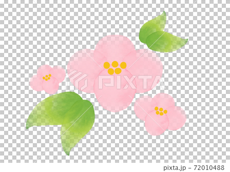 桃の花 72010488