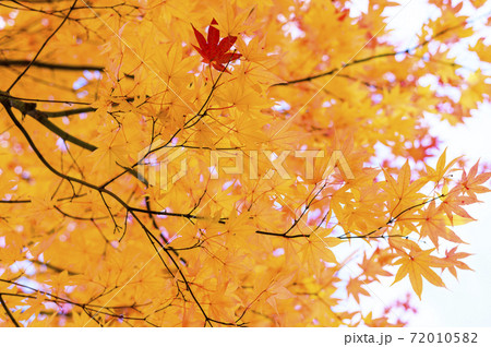 紅葉を見上げる(ネガフィルム調) 紅葉を見上げる(ネガフィルム調) 72010582