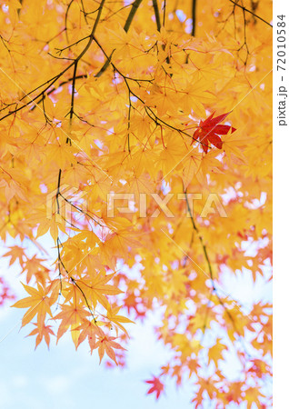 紅葉を見上げる(ネガフィルム調) 紅葉を見上げる(ネガフィルム調) 72010584