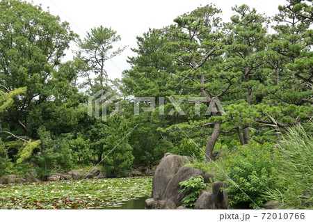長居植物園の松 長居植物園の松 72010766