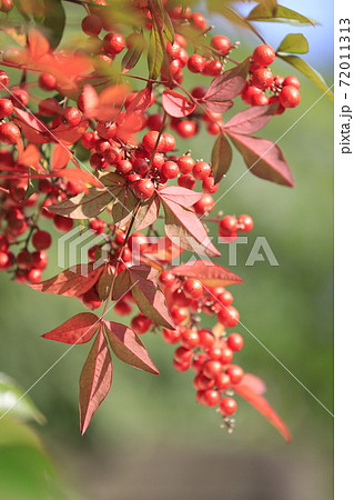 南天（ナンテン）の実と紅葉の写真素材 [72011313] - PIXTA