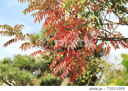 紅葉したハゼノキ 72011369