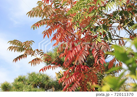 紅葉したハゼノキ 72011370