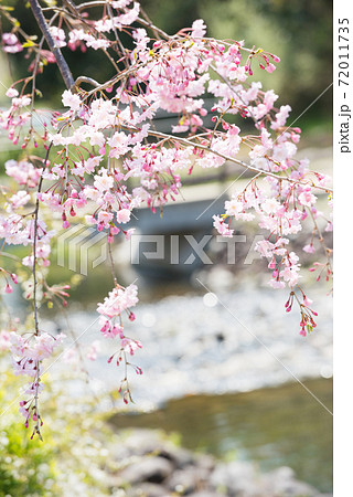 春の万博記念公園 春の万博記念公園 72011735