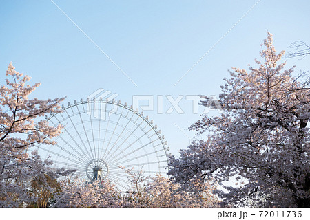 春の万博記念公園 春の万博記念公園 72011736