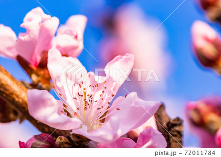 桃の花 アップ 桃の花 アップ 72011784