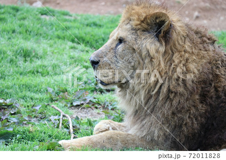 百獣の王ライオンの横顔の写真素材 7118
