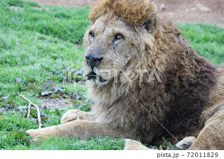 百獣の王ライオンの横顔の写真素材 7119