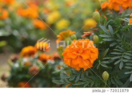 マリーゴールド マリーゴールド 72011879