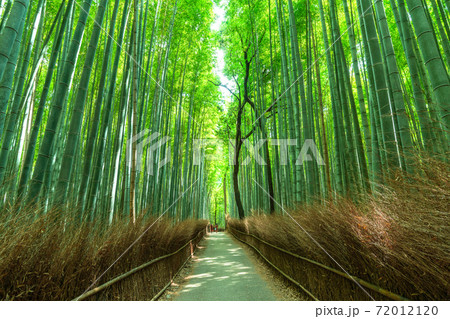 《京都府》竹林の小径・嵐山 72012120