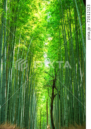 京都府 竹林の小径 嵐山の写真素材