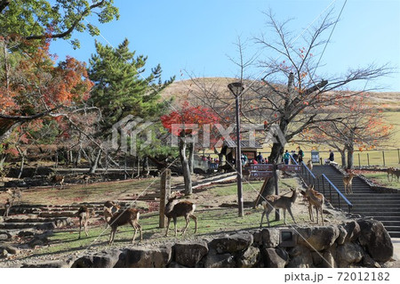 奈良公園の紅葉 奈良公園の紅葉 72012182