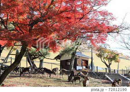 奈良公園の紅葉 72012190