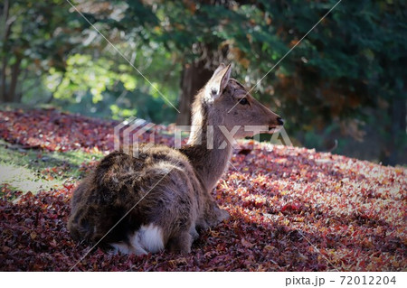 奈良公園の紅葉 奈良公園の紅葉 72012204