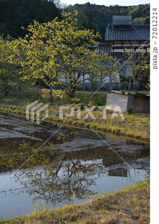 田植え前の水面に映る新緑 72012214