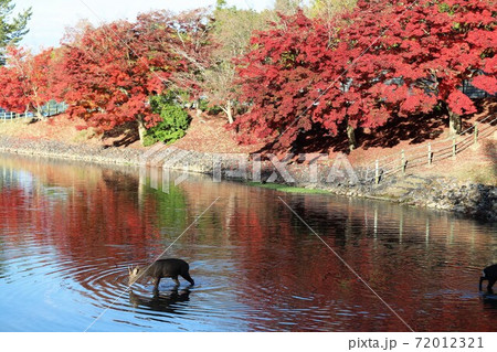 奈良公園の紅葉 奈良公園の紅葉 72012321