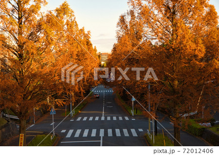 東京都多摩市の秋に紅葉するメタセコイアの並木道 東京都多摩市の秋に紅葉するメタセコイアの並木道 72012406