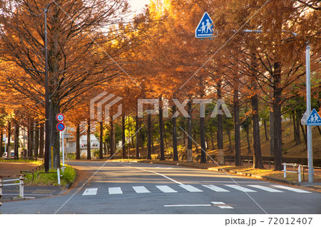 東京都多摩市の秋に紅葉するメタセコイアの並木道 東京都多摩市の秋に紅葉するメタセコイアの並木道 72012407