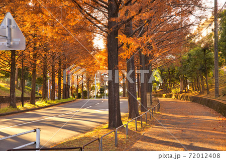 東京都多摩市の秋に紅葉するメタセコイアの並木道 東京都多摩市の秋に紅葉するメタセコイアの並木道 72012408