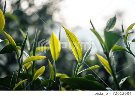 Tea leaves Green tea sprouts At the farm in the morning Tea leaves Green tea sprouts At the farm in the morning 72012604
