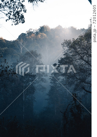 Fog and forest in the morning 72012605