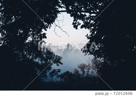 Fog and forest in the morning 72012606