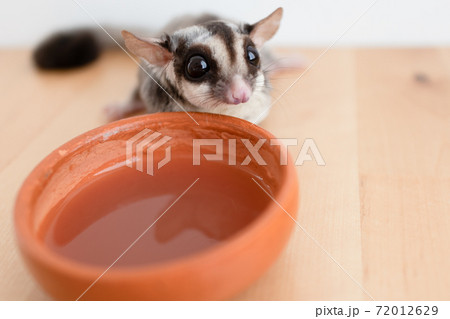 Cute little Sugar Glider drinks water from earthen ceramic cup. Cute little Sugar Glider drinks water from earthen ceramic cup. 72012629
