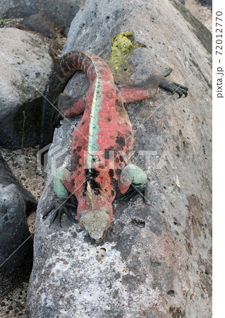 ウミイグアナ 72012770