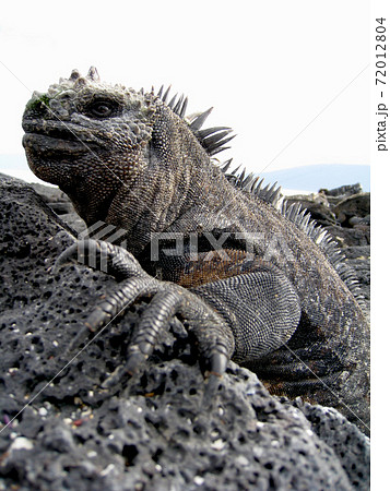 ウミイグアナ 72012804
