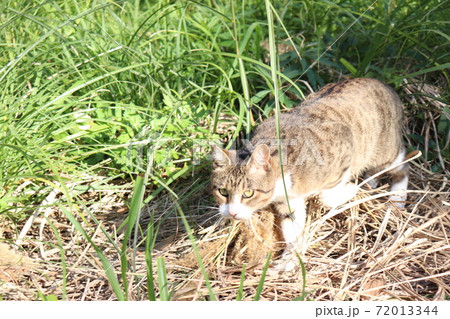 ご飯を食べに急ぐ猫 ご飯を食べに急ぐ猫 72013344
