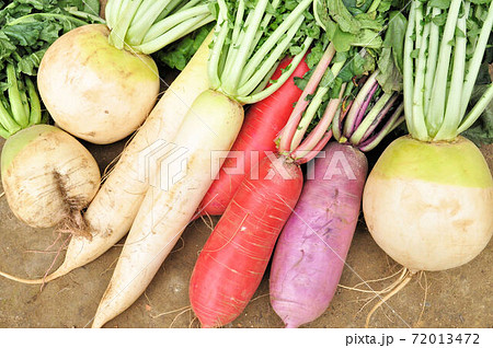 5種類の大根 72013472