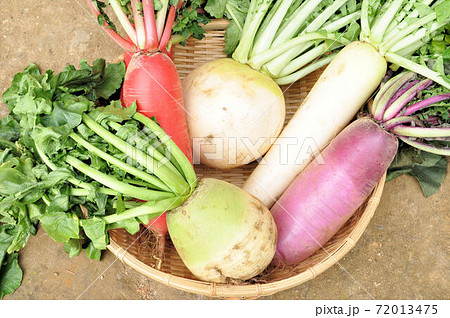 4種類の大根 72013475
