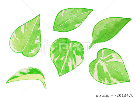 ポトス ポトス 72013476