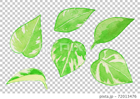 ポトス ポトス 72013476