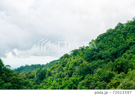 Green forest bush tree on mountain with cloudy blue sky 72013597