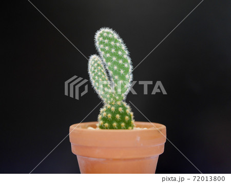兎のようなサボテン バニーカクタス02の写真素材