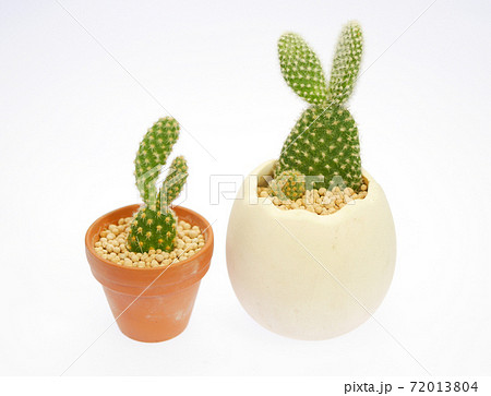 兎のようなサボテン・バニーカクタス06 72013804