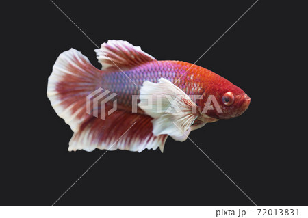 Betta Lavender Dumbo Ear Plakat HMPK Male or Plakat Fighting Fish Splendens On Black Background. Betta Lavender Dumbo Ear Plakat HMPK Male or Plakat Fighting Fish Splendens On Black Background. 72013831
