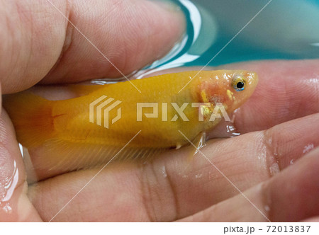 Betta Super Yellow Plakat HMPK Female or Plakat Fighting Fish Splendens In Male Hand. Betta Super Yellow Plakat HMPK Female or Plakat Fighting Fish Splendens In Male Hand. 72013837