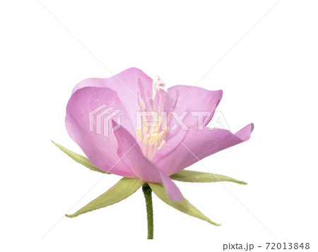Pink flower of dombeya tree on white background. 72013848