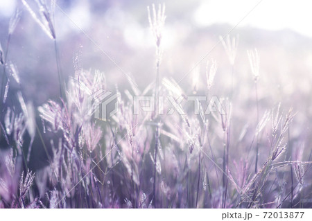 Soft flower grass with light and blur background. Soft flower grass with light and blur background. 72013877